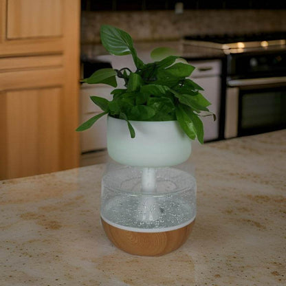 Rain Cloud Plant Humidifier - DMC Wholesale