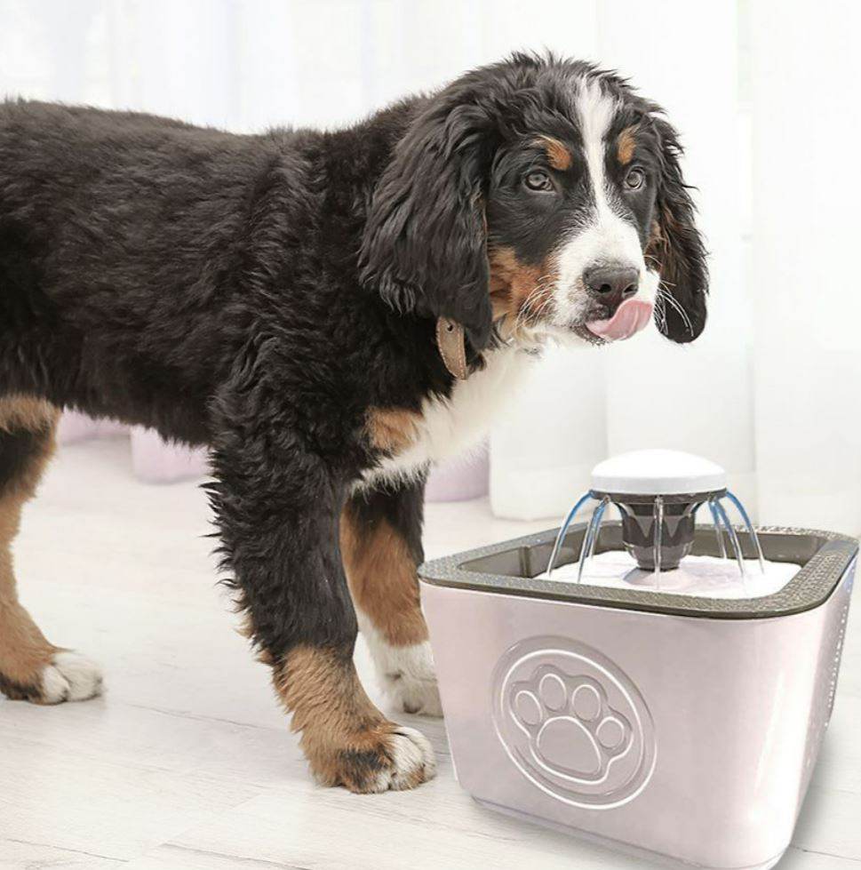 Paw Perfect Pet Water Fountain - DMC Wholesale